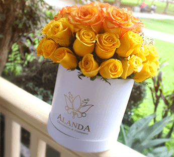 Hipnotika Proyecto #3